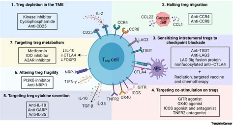 What Increases T Cells