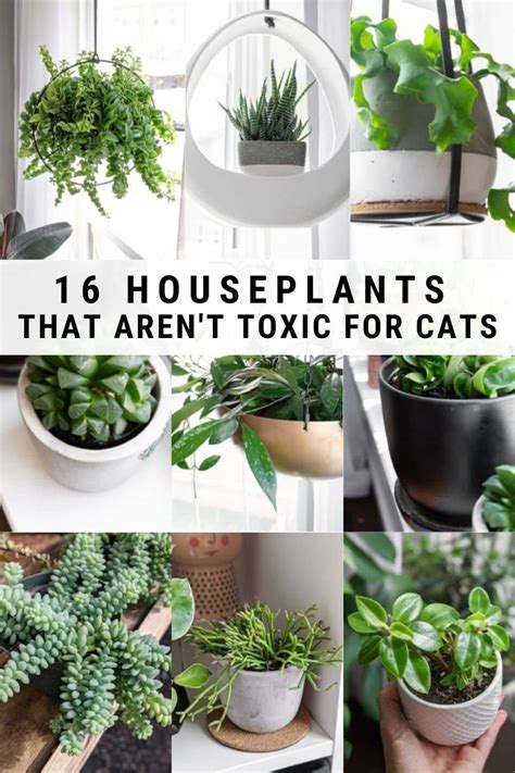 what indoor house plants are safe for cats