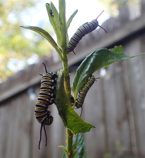 What Insect Eats Milkweed