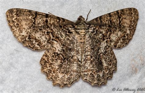 What Insect Eats Tulip Tree