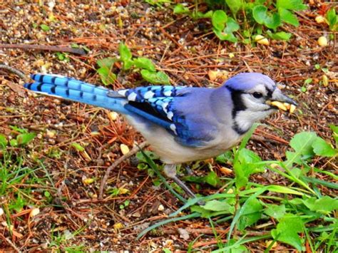 what insects do blue jays eat