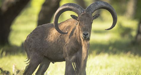 what is a aoudad