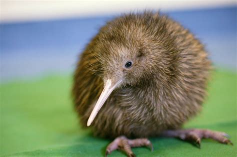 what is a baby kiwi bird called