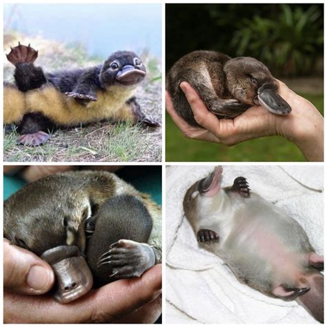 Baby platypuses are called puggles ) aww