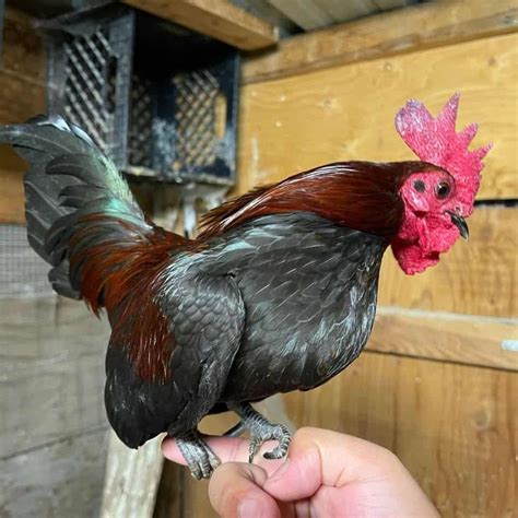 what is a bantam rooster