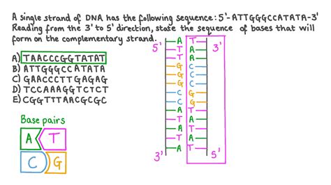 What Is A Base Sequence Definition