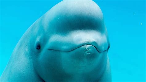what is a beluga whales diet