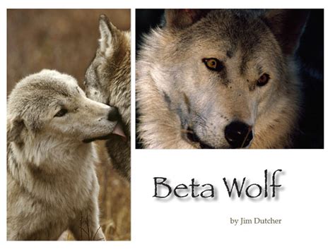 what is a beta wolf in a wolf pack