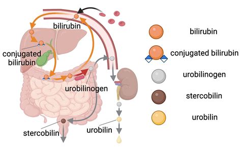 What Is A Bilirubin