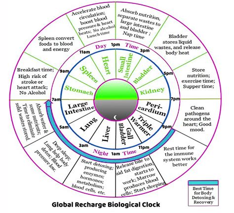 What Is A Biological Clock Explain Its Types With Examples