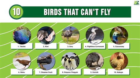 What Is A Bird That Cannot Fly