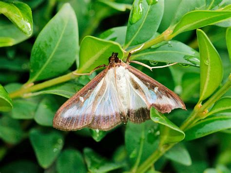 What Is A Box Tree Moth
