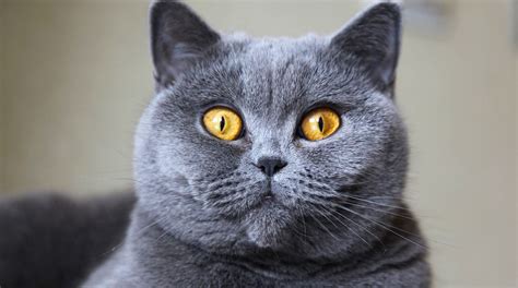 Free What Is A British Shorthair Cat For Long Hair