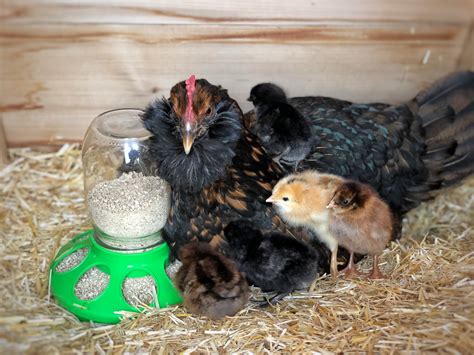 What Is A Brooder Hen
