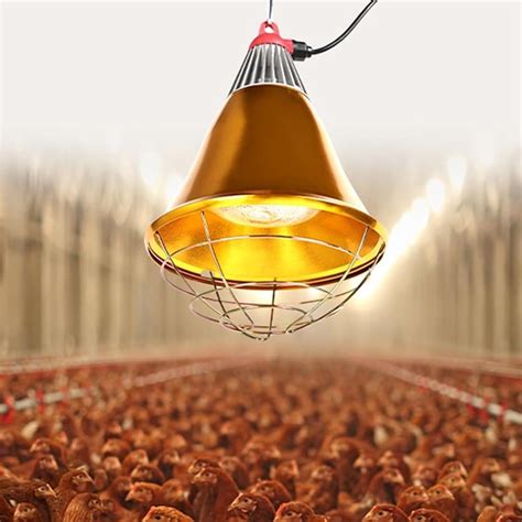 What Is A Brooder Light