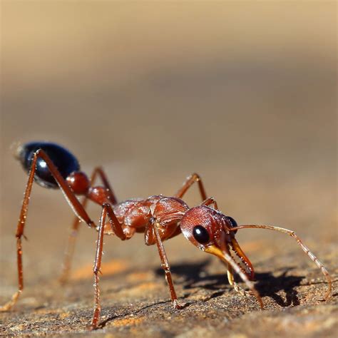 what is a bull ant