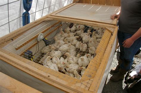 What Is A Chicken Brooder Definition