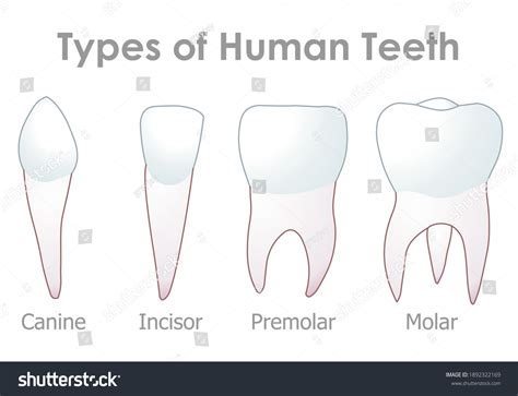 What Is A Chisel-Shaped