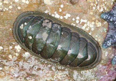 what is a chiton