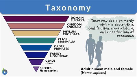 What Is A Class In Taxonomy
