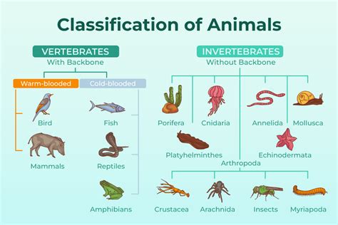 What Is A Classification