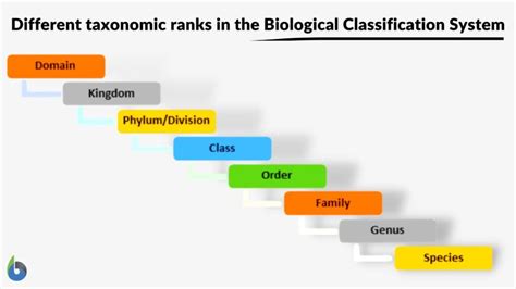 what is a classification method