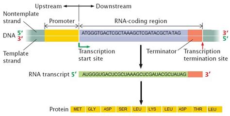 what is a coding region of a gene
