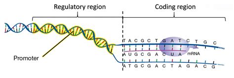 what is a coding region of dna