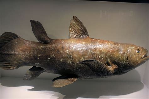 what is a coelacanth fish