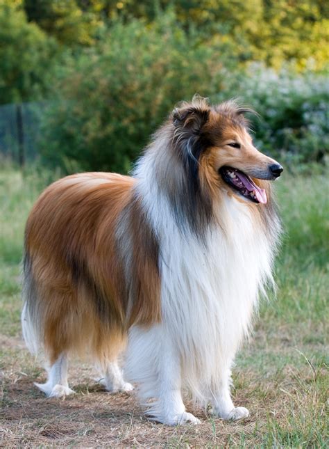 what is a collie dog
