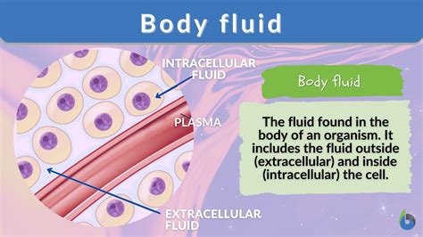 What Is A Common Buffer Found In The Extracellular Fluid