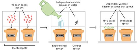 what is a control sample in a scientific experiment