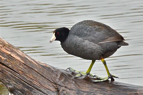 What Is A Coot Duck