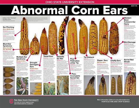 What Is A Corn Ear