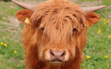Stunning What Is A Cow With Long Hair Called Hairstyles Inspiration