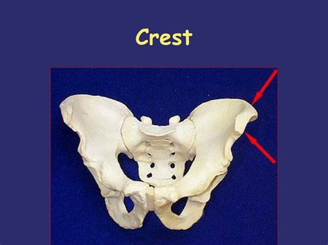 what is a crest in the skeletal system