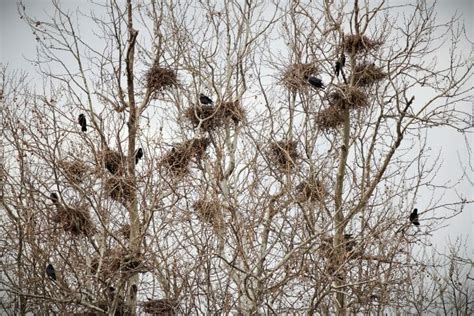 All You Need to Know About Crows' Nests