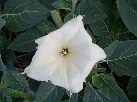 what is a datura