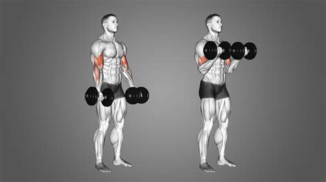 What Is A Db Curl