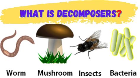 what is a definition of decomposer