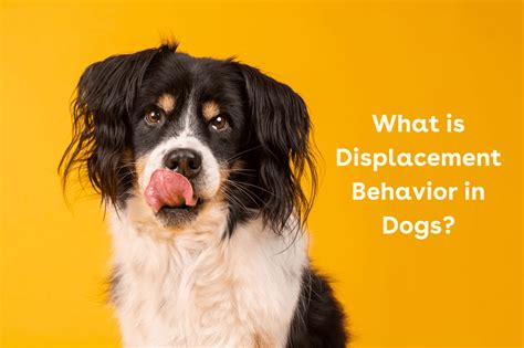 What Is A Displacement Behavior In Dogs