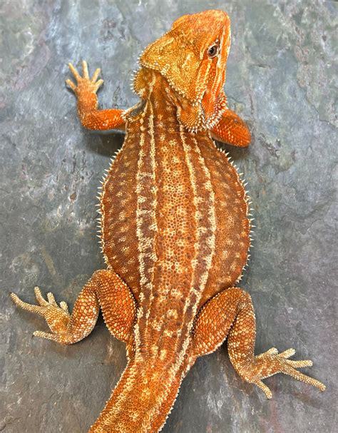 Shop Bearded Dragons —