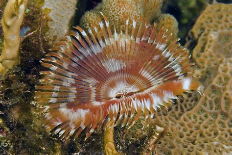 What Is A Feather Duster Worm