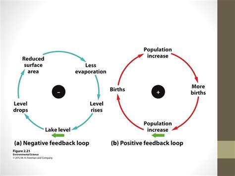 what is a feedback loop in environmental science