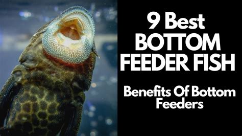 What Is A Feeder Bottom