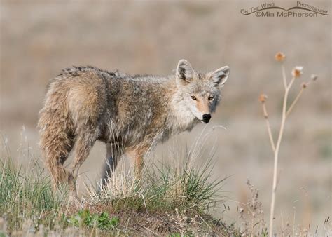 what is a female coyote called