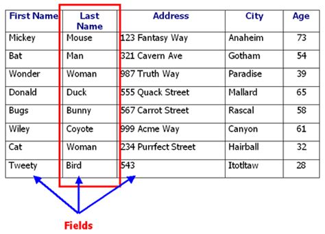 what is a field in database with example