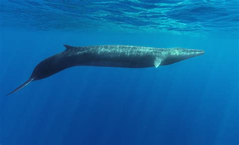 what is a fin whale