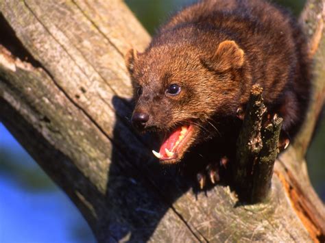 what is a fisher cat pictures