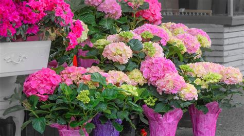 What Is A Florist Hydrangea